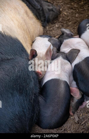 A doppio spiovente di suinetti, Sus scrofa domesticus, e loro scrofa madre, dormendo ammassato in un maiale pen Foto Stock