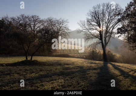 Potenti raggi di sole taglio attraverso la nebbia all'alba, nel mezzo di alcuni alberi su un prato Foto Stock