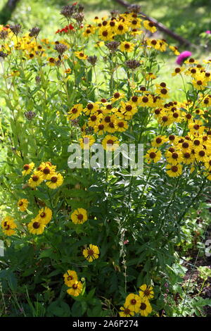 Fiori gialli di rudbeckia Foto Stock