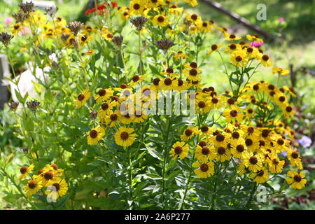 Fiori gialli di rudbeckia Foto Stock