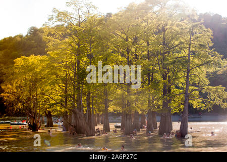 I cipressi del lago. Succo Foto Stock