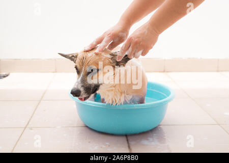 Pembroke corgi ottenendo un bagno nel periodo estivo Foto Stock