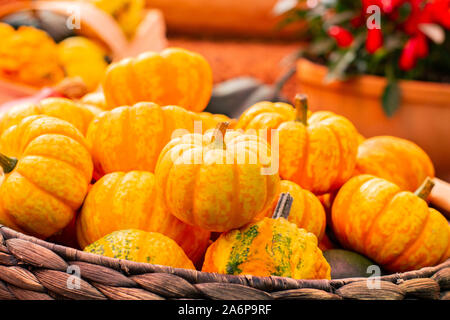 Piccole zucche striato. Nana decorativo arancione zucche, close-up Foto Stock