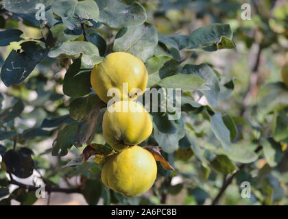 Mature mele cotogne su albero oblonga, Cydonia oblonga Foto Stock