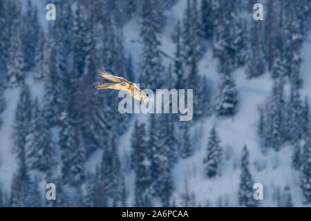 Un adulto gipeto (Gypaetus barbatus) volando sopra la foresta in inverno Foto Stock