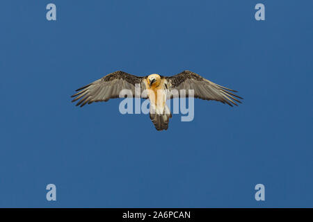 Adulto gipeto (Gypaetus barbatus) volare nel cielo blu con ali spiegate Foto Stock