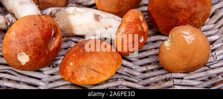 Fungo Porcino di ampia banner su sfondo di legno. I funghi sulla testa copia vista spazio per il testo. Foto Stock