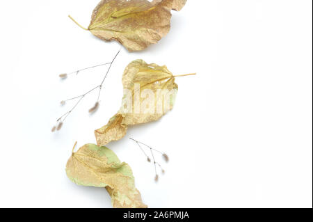 Isolate le foglie di autunno e piante con posto per il testo su sfondo bianco. caduta piatta, laici top visualizza oggetti creativi. Elementi per il giorno del Ringraziamento Foto Stock