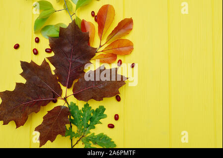 Isolate le foglie di autunno su sfondo giallo con posto per testo. caduta piatta, laici top visualizza oggetti creativi. Elementi per il giorno del Ringraziamento design Foto Stock