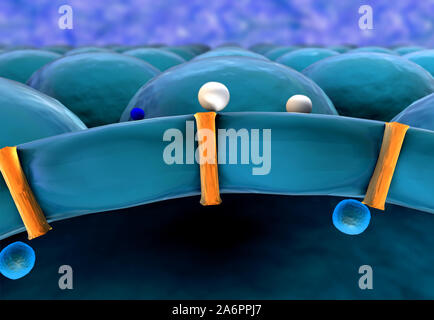 L'insulina, molecola, la cellula, il meccanismo di azione di insulina e glucosio, insulina umana Foto Stock