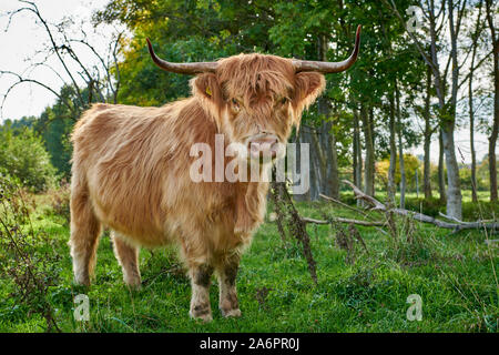 Highland bestiame bovino o Kyloe su pascolo, Waldfeucht, Nord Reno-Westfalia, Germania Foto Stock