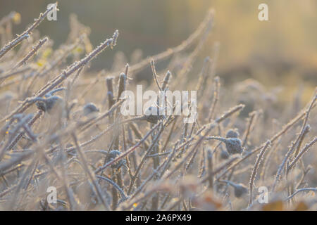 Inverno sfondo con cristalli di ghiaccio su cinorrodi al sole del mattino Foto Stock