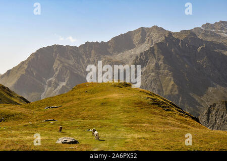 Elevata, vista panoramica di un paesaggio alpino e montano con le mucche al pascolo in un pascolo in una soleggiata giornata estiva, Colle dell'Agnello, Piemonte, Italia Foto Stock