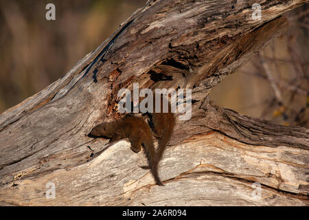 La Mangusta nana (Helogale parvula) nell'area di Savuti del Botswana, Africa. Foto Stock