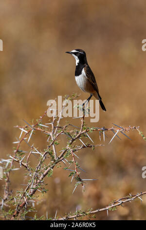 Tappate culbianco (Oenanthe pileata) su un albero di acacia (acacia erioloba) nell'Okavango Delta nel nord del Botswana, Africa. Foto Stock