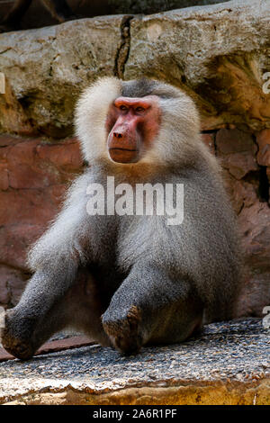 Babbuino adulto a Paignton Zoo, Devon, Regno Unito Foto Stock