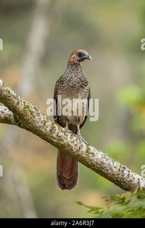 Appollaiato a est brasiliano (Chachalaca Ortalis araucuan) Foto Stock