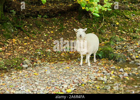 Pecore o pecora che stava in piedi sul suolo pietroso a lato di un piccolo ruscello in cardatura Mill Valley / Long Mynd vicino a Church Stretton, Shropshire, Inghilterra, Regno Unito Foto Stock