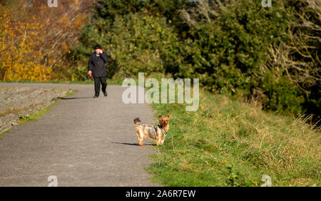 Dundee, Tayside, Scozia, Regno Unito, 28 Ottobre 2019: Regno Unito Meteo. Una fredda mattina di autunno con lunghi periodi di sole durante tutto il giorno con temperatura massima di 9°C. Dog walkers a spasso i loro cani intorno al Clatto Country Park di Dundee. Credito: Dundee fotografico / Alamy Live News Foto Stock