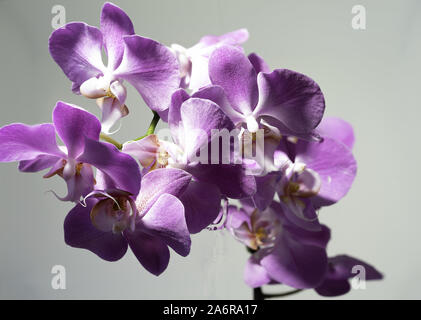 Macro photographie con 90 mm lente primaria Foto Stock