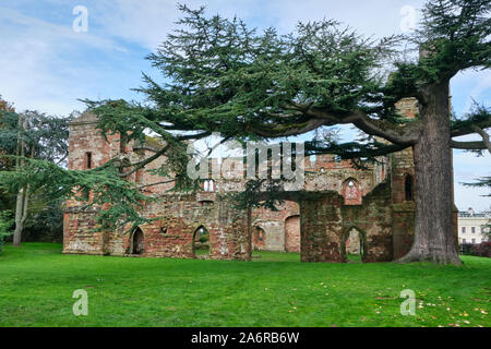 Un grande cedro del Libano tree Cedrus libani crescente nella motivazione dei rovinato Acton Burnell castello, fortificato del XIII secolo Manor House in shropshire Foto Stock
