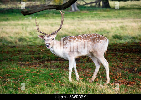 Vista laterale di un maschio adulto feste di addio al celibato o al buck daino Dama Dama con corna palmate nella campagna inglese e il parco in Shropshire Foto Stock