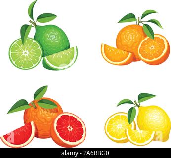 Set di vettore di agrumi (arance, limoni, pompelmi e limes) isolato su uno sfondo bianco. Illustrazione Vettoriale