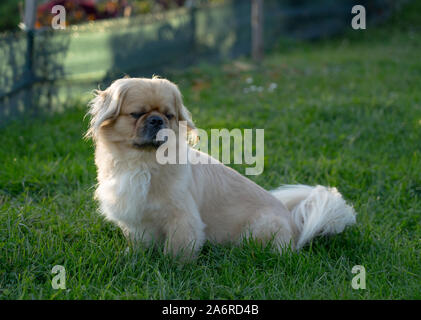 Pekingese maschio cane Foto Stock