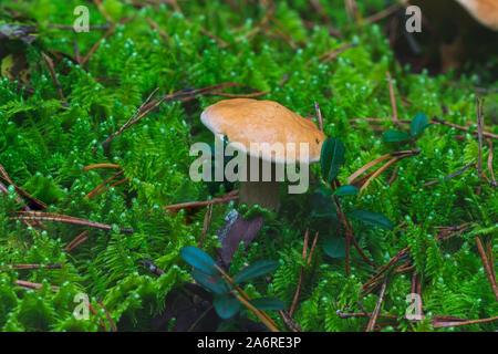 Foresta di funghi commestibili fotografia catturati nella stagione autunnale, Europa, Lituania. Foto Stock