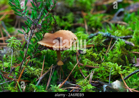 Fungo velenoso crescente nella foresta di muschio. Foto Stock