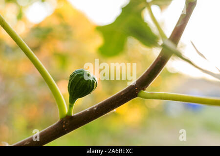 Acerbi fresco verde figura in crescita, maturazione su un ramo di un albero di fico con foglie verdi. Agricoltura, Giardinaggio, concetto di raccolto. Foto Stock