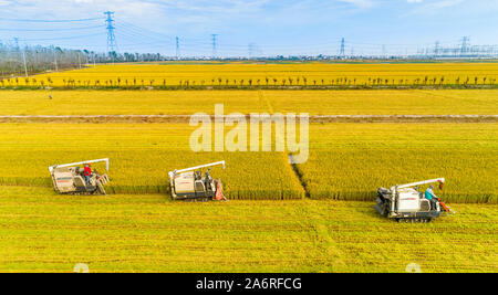 Lavoratori cinesi drive raccogliendo le macchine per la mietitura del riso in campo nella periferia di Hai'an City, est della Cina di Jianggsu Provincia su Ottobre 27th, 2 Foto Stock