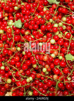 Ribes rosso appena raccolto Foto Stock