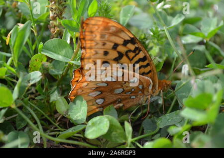 Tarda primavera in Arkansas: Closeup della Grande farfalla di Fritillary Spangled nel Mammoth Spring state Park Foto Stock