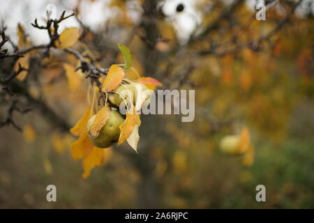 Pear Tree in giardino d'autunno closeup. Foto Stock