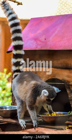 Anello lemure codato o Lemur catta dal Madagascar mangiare banane. Foto Stock