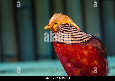 Quindi Golden Pheasant ( Chrysolophus pictus ), noto anche come il fagiano cinese , e rainbow pheasant , è un gamebird dell'ordine galliformi (gall Foto Stock