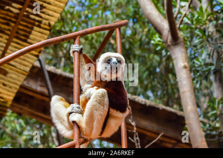 Lemure Madagascar il cui nome è Sifaka de coquerel o Propithecus. Foto Stock