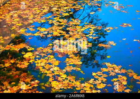 Giallo di foglie di acero galleggianti sull'acqua scura Foto Stock