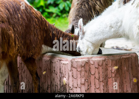 Tre alpaca mangiare cibo in un alimentatore di cibo in un zoo. Foto Stock