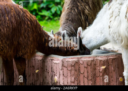 Tre alpaca mangiare cibo in un alimentatore di cibo in un zoo. Foto Stock