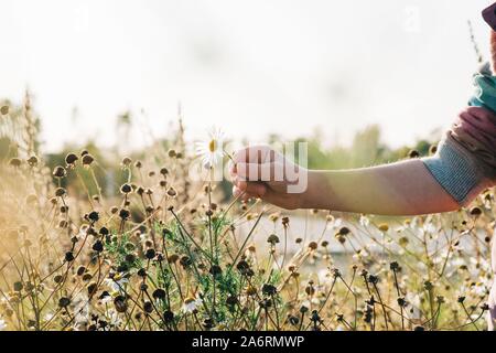 Le ragazze a mano una wild daisy in un prato al tramonto Foto Stock