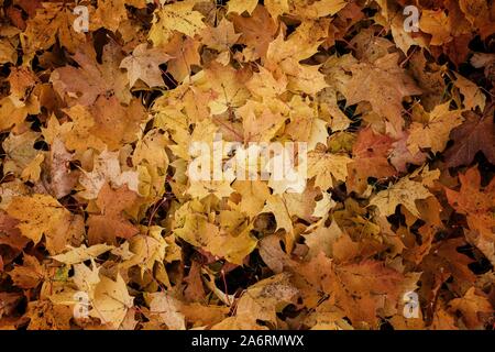 Pila di colorati lascia cadere a terra in autunno Foto Stock