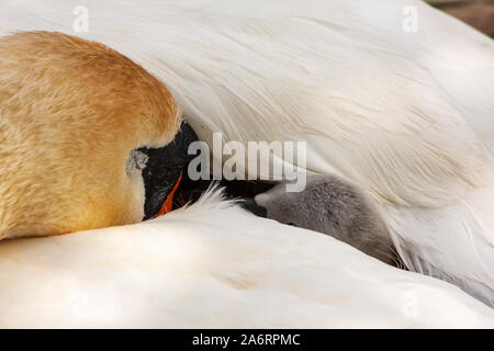 cigno cigno cigno avvolto e nascosto sotto l'ala bianca della madre. Cigni muti, colore Cygnus, penna con bambino. Grand Canal, Dublino, Irlanda Foto Stock