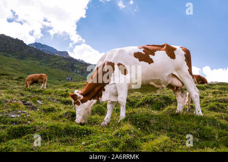 Brown & white spotted cow pascolare sui prati di montagna nelle Alpi Pennine in estate. Zinal, Val d'Anniviers, Vallese, Svizzera Foto Stock