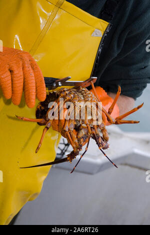 Barca Crayfishing Mystique che operano al di fuori di South Bay, Kaikoura, Nuova Zelanda. Roccia spinosa aragosta (Jasus edwardsii) o di gamberi di fiume Foto Stock