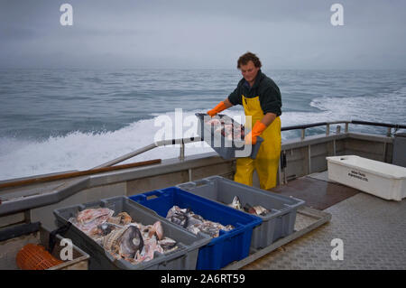 Barca Crayfishing Mystique che operano al di fuori di South Bay, Kaikoura, Nuova Zelanda. Roccia spinosa aragosta (Jasus edwardsii) o di gamberi di fiume Foto Stock