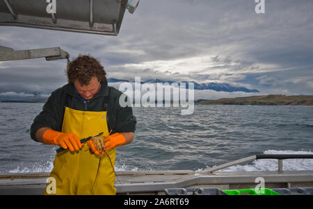 Barca Crayfishing Mystique che operano al di fuori di South Bay, Kaikoura, Nuova Zelanda. Roccia spinosa aragosta (Jasus edwardsii) o di gamberi di fiume Foto Stock