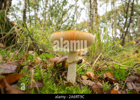 Fly agaric toadstool (amanita muscaria) nel bosco di habitat di compensazione durante l'autunno, REGNO UNITO Foto Stock