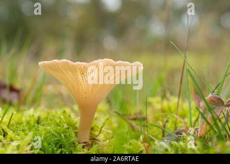 Trooping imbuto o monaco testa del fungo (Infundibulicybe geotropa o Clitocybe geotropa), una forma ad imbuto woodland toadstool, REGNO UNITO Foto Stock